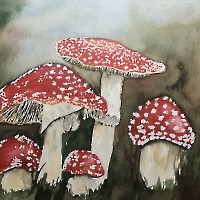 Pilze_1