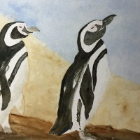 Peru Homboldt Pinguine_1